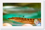 India-Kerala-Aquatic * Fresh Water Fishes of Kerala and India * (10 Slides)