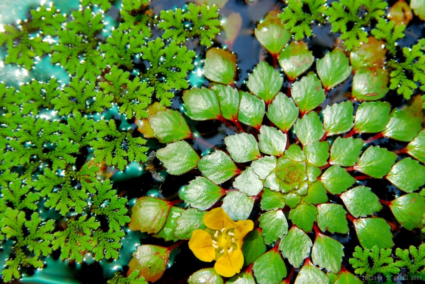 azolla_trapa_natans_001