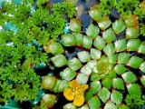 azolla_trapa_natans_001.jpg