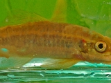 garra_mullya_algae_eater_003.jpg