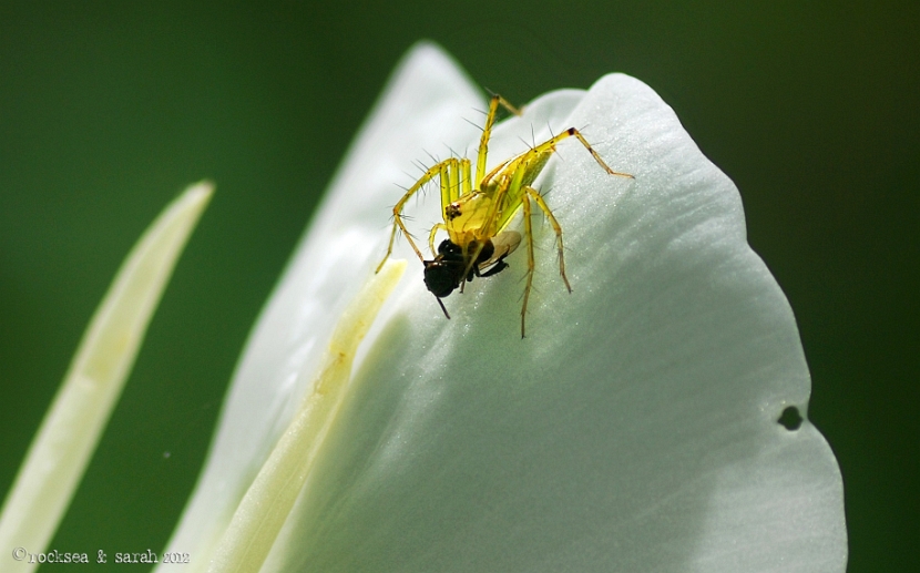 lynx spider