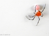 theridula_angula_spider_004.jpg