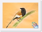 India-Kerala-Birds * Birds of Kerala and India * (48 Slides)