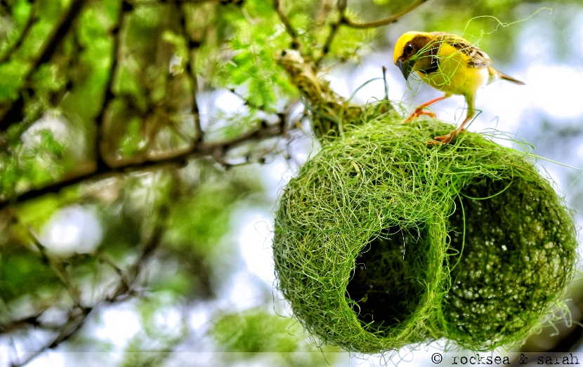 baya_weaver_004