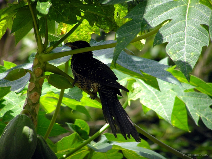 indian koel female