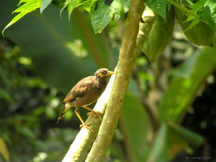 indian mynah call