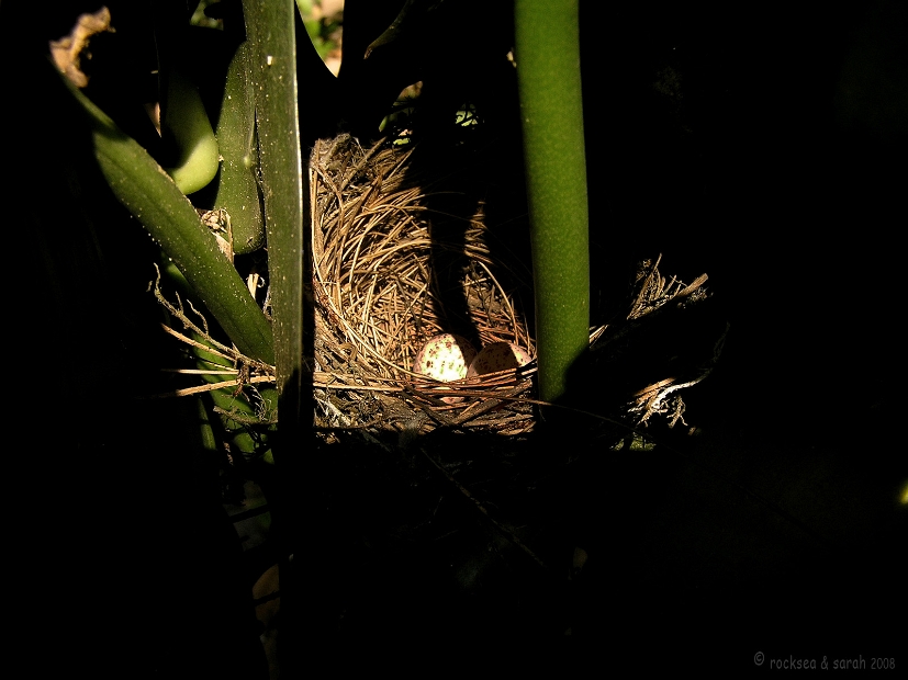 red whiskered bulbul eggs