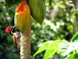 goldenbacked_woodpecker_002 * crown display. male Black-rumped Flameback dinopium benghalense (Lesser Golden-backed Woodpecker). This flameback is a species associated with open forest and cultivation. It nests in a tree hole, laying three white eggs. Like other woodpeckers, this species has a straight pointed bill, a stiff tail to provide support against tree trunks, and zygodactyl or “yoked feet, with two toes pointing forward, and two backward. The long tongue can be darted forward to capture insects. The adult male Black-rumped Flameback has a red crown. Females have a dark forecrown, with red only on the rear half. Young birds are like the female, but duller. @ home, kerala
