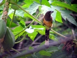 indian_treepie_002 * olenjali. the indian treepie. dendrocitta vagabunda. Member of the Corvidae (crow) family. The head, neck and breast are a deep slate-grey colour, sometimes slightly brownish. The underparts and lower back are a warm tawny-brown to orange-brown in colour with white wing coverts and black primaries. The tail is a light bluish-grey with a thick black band on the tip. The bill, legs and feet are black. This is a typically arboreal species feeding almost completely in trees for fruits, invertebrates, small reptiles and the eggs and young of birds. It is extremely agile while searching for food, clinging and clambering through the branches. Its acrobatic dances on the coconut palm leaf (ola) gave it the name olenjali in Kerala. It has been known to take flesh from a recently killed carcass and will sometimes travel in small feeding parties with other unrelated species such as drongos and babblers. @ home, kerala