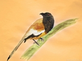 indian_treepie_005.jpg