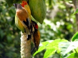 indian_treepie_goldenbacked_woodpecker_001 * Black-rumped Flameback dinopium benghalense (Lesser Golden-backed Woodpecker) and an Indian Treepie sharing papaya. @ home, kerala