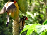 indian_treepie_goldenbacked_woodpecker_002 * Black-rumped Flameback dinopium benghalense (Lesser Golden-backed Woodpecker) and an Indian Treepie sharing papaya. @ home, kerala