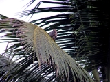 prappidiyan_001 * waiting for the prey? @ home, kerala