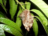purple_rumped_sunbird_001 * purple rumped sunbird in its nest. taken from our hostel in 2002. sanathana hostel, cusat, kerala.