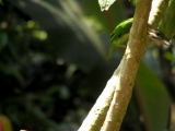 smallgreen_barbet_indian_mynah_001 * papaya dreams. indian mynah watching & drooling on the papaya. small green barbet watching cautiously. @ home, kerala
