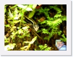 India-Kerala-Fauna * Fauna of Kerala and India * (30 Slides)