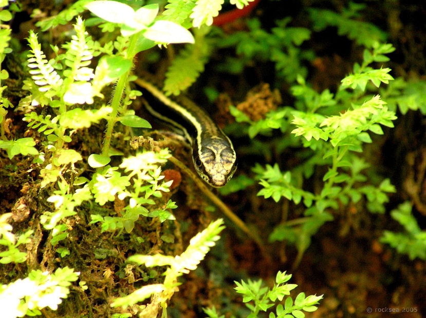 Dussumier's Forest Skink