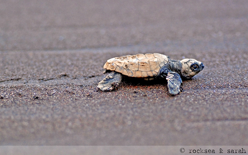 olive_ridley_turtle_001