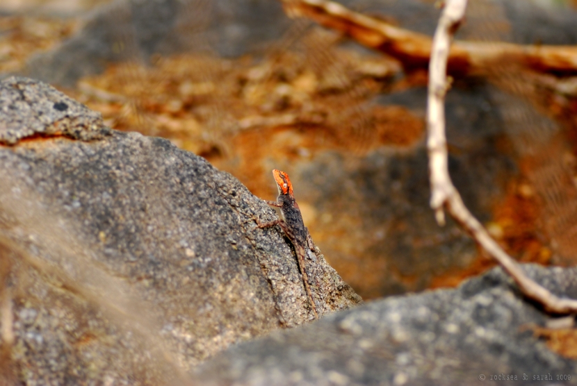 peninsular_rock_agama_002