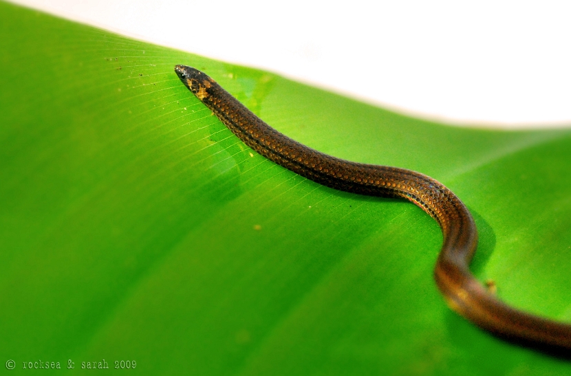 xylophis_snake_005