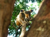 hanuman_langur_001 * Hanuman Langur, Semnopithecus Genus, @ NH9 Pune - Hyderabad, Karnataka border.