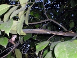 hunt-snake-frog-2 * hunt. snake and frog. kottayam, kerala, 2002.