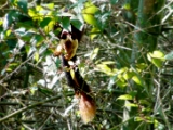 malabar_giant_squirrel_001 * malabar giant squirrel (indian giant squirrel), ratufa indica @ Wayanad, Kerala, India.