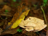 polypedates_occidentalis_001