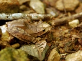 polypedates_occidentalis_002