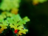 velvet_mite_azolla_002 * a red velvet mite on azolla, an aquatic plant. @ home, Kottayam, Kerala, India.