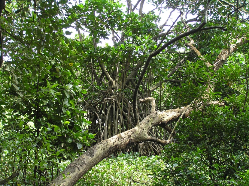 mangalavanam_mangrove_001