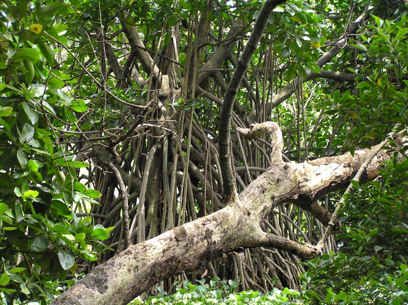 mangalavanam_mangrove_002