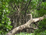 mangalavanam_mangrove_002.jpg