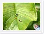 India-Kerala-Insects * Insects of Kerala and India * (14 Slides)