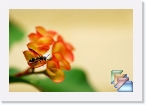 India-Kerala-Insects * Insects of Kerala and India * (22 Slides)