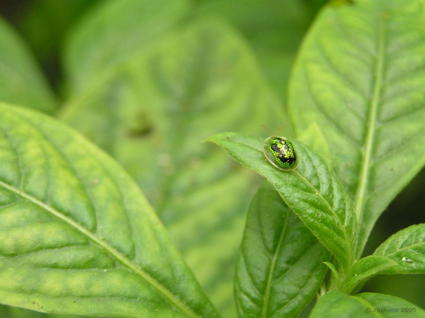 green tortoise beetle