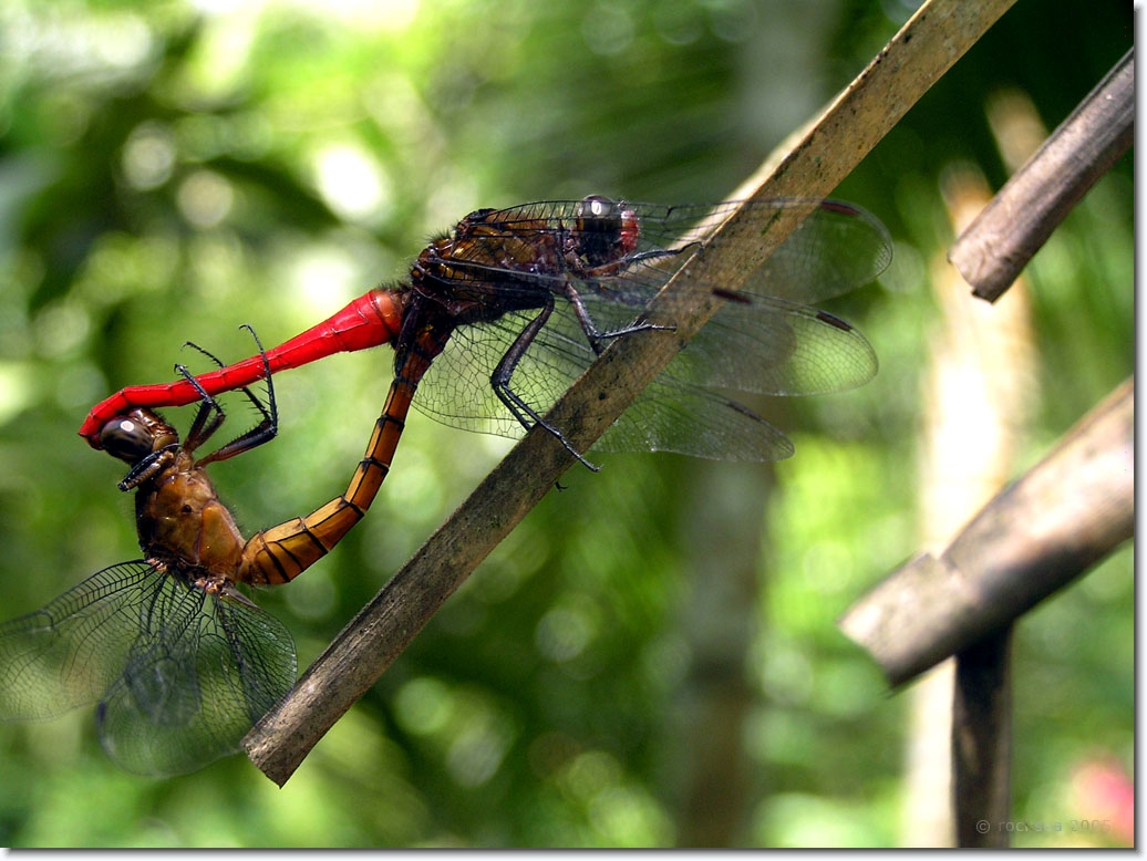 Pictures+of+dragonflies+mating
