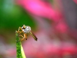 insect_011 * thru the eyes of a fly. @ home, kerala