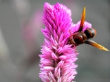 insect_013.jpg