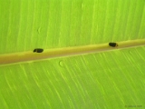 insect_015 * bugs of different poles. @ home, kerala