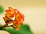 potter_wasp_001.jpg