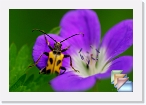 Italy-Fauna * Fauna of Italy. Butterflies, Moths, Insects, Beetles and other fauna of Italy. * (21 Slides)
