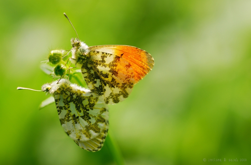 anthocharis_cardamines_orange_tip_mating_001