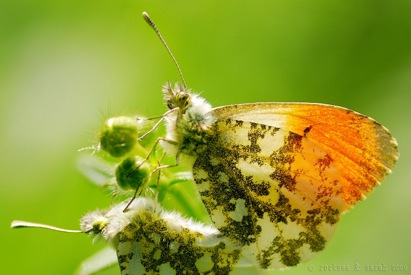 Orange Tip Butterfly, Orange Tip Butterfly Pictures