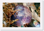 Italy-Marine * Marine Life of Italy * (16 Slides)