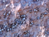 gallipoli_italy_barnacles_1.jpg