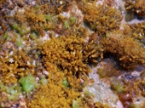 gallipoli_italy_coral_algae_1 * Coral like formation on the rocky shores of Gallipoli, Puglia, Italy