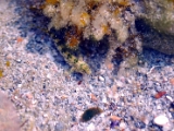 gallipoli_italy_fish_1 * These tiny 'black-green on yellow' spotted/striped fishes were found in tiny pools on the rocks, on the rocky shore. They manoeuver themselves in and out of these pools when the waves splash around the rocks. Gallipoli, Puglia, Italy