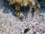 gallipoli_italy_fish_2 * These tiny 'black-green on yellow' spotted/striped fishes were found in tiny pools on the rocks, on the rocky shore. They manoeuver themselves in and out of these pools when the waves splash around the rocks. Gallipoli, Puglia, Italy