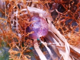 gallipoli_italy_jellyfish_2 * Mediterranean Jellyfish, @ Adriatic Sea by the Gallipoli coast, Puglia, Italy